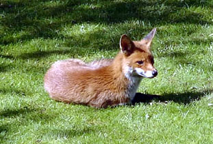 fox